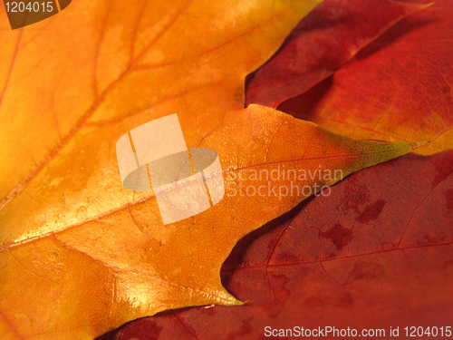 Image of beautiful colored fall leaves