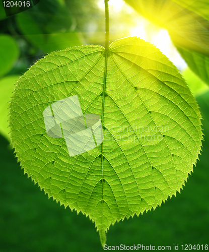 Image of green leaf and sunlight