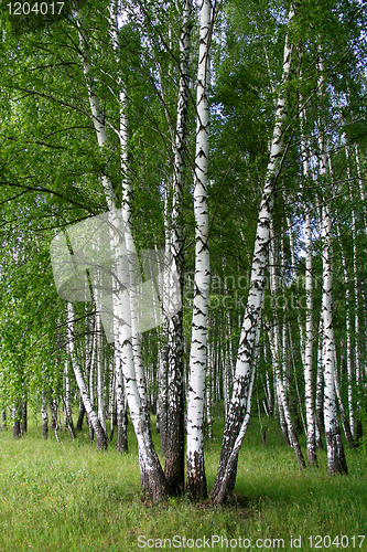 Image of birch trees