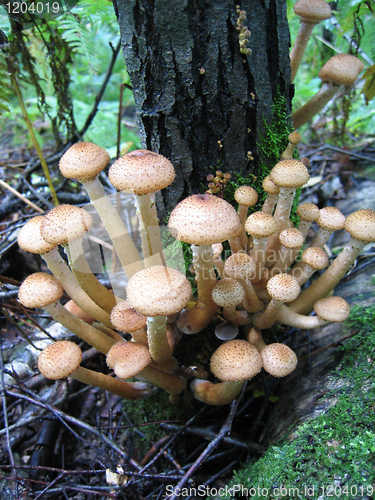 Image of honey mushrooms growing at tree