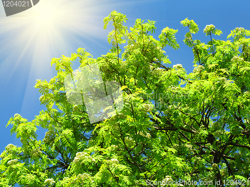 Image of green tree and sunlight on a blue sky background