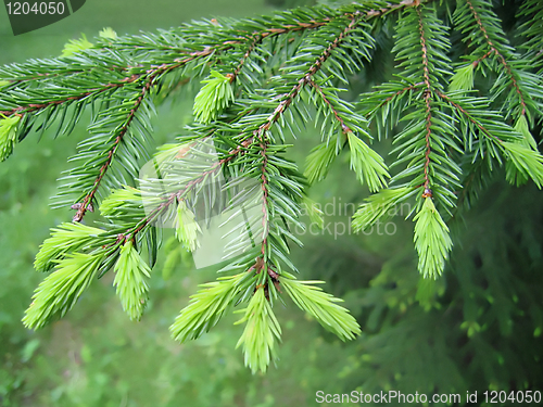 Image of fur tree branch