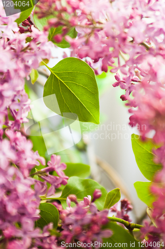 Image of Bouquet of a lilac