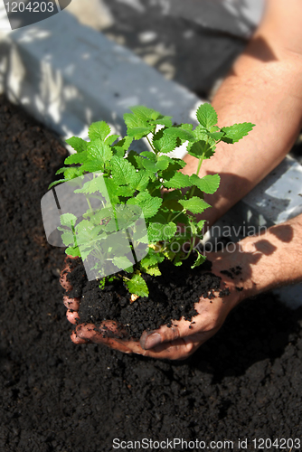 Image of Lemon balm planting