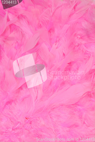 Image of Feathers