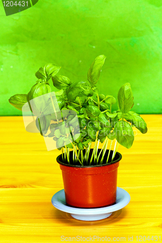 Image of Basil plant