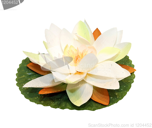 Image of Lotus flower