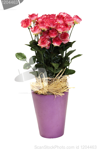 Image of Roses