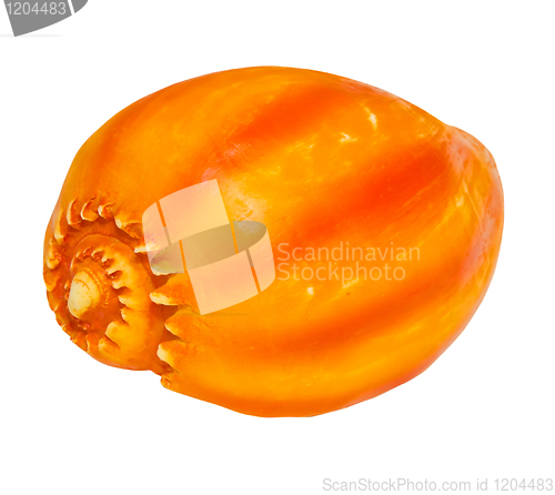 Image of Shell