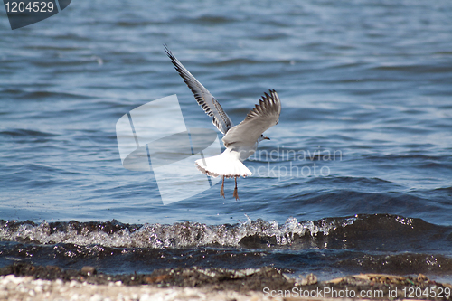 Image of flying seagull at the beach