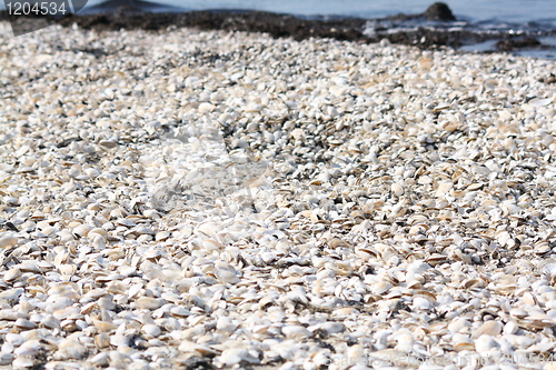 Image of shells at the beach