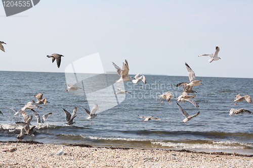 Image of flying seagulls