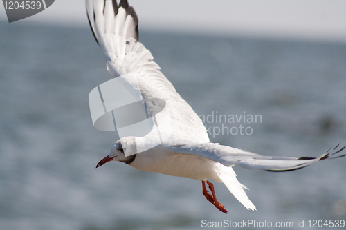 Image of flying seagull