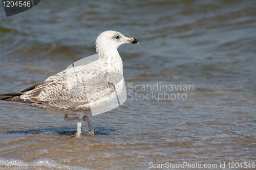 Image of seagull at the beach