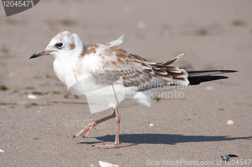 Image of seagull in the sand