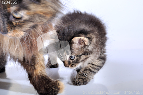 Image of mother cat and kitten walking