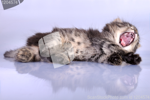 Image of kitten yawning