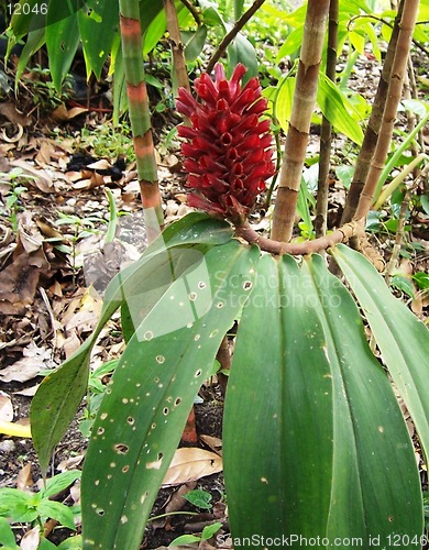 Image of beautiful red flower stawa