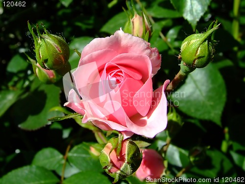 Image of Rosebud