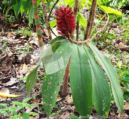 Image of exotic red flower