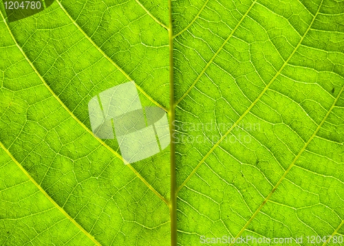 Image of Green leaf texture with veins