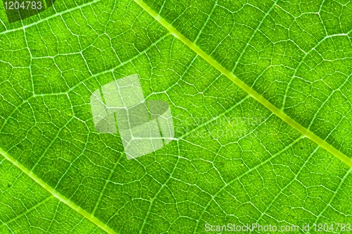 Image of Green leaf texture with veins