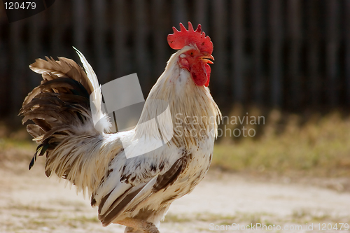 Image of Game-cock