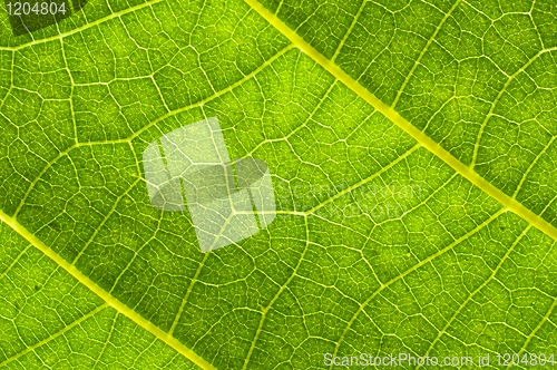 Image of Green leaf texture with veins