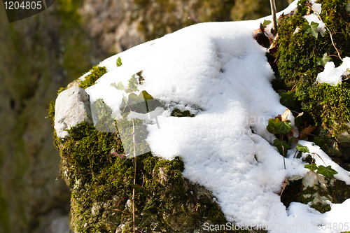 Image of Moss covered by snow on rocks