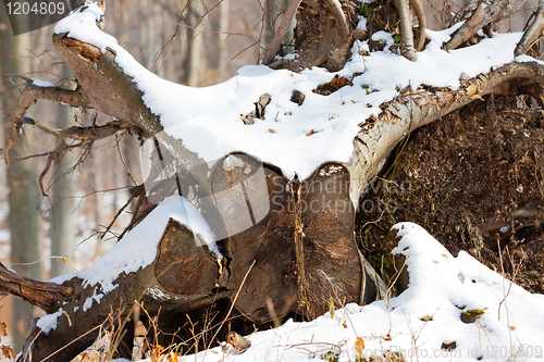 Image of Closeup of the end of a log in the cold winter weather 