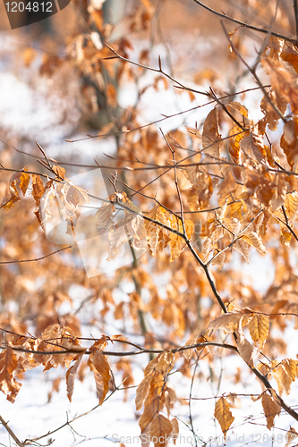 Image of Yellow autumnal leaves with snow