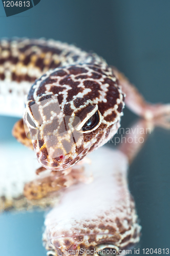 Image of Leopard gecko on reflecting background 