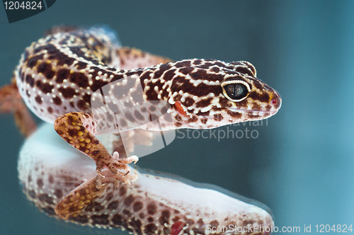 Image of Leopard gecko on reflecting background 