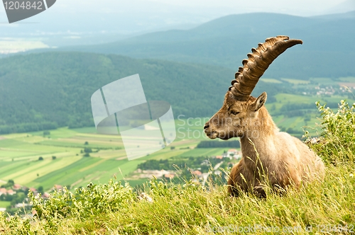 Image of Alpine goat in warm tones with mountains in the background