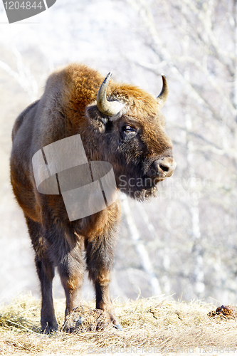 Image of wild bison