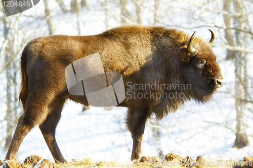 Image of wild bison