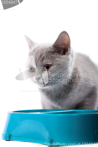 Image of British kitten