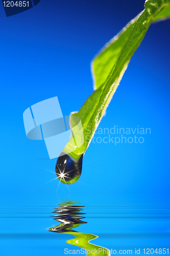 Image of leaf with drop