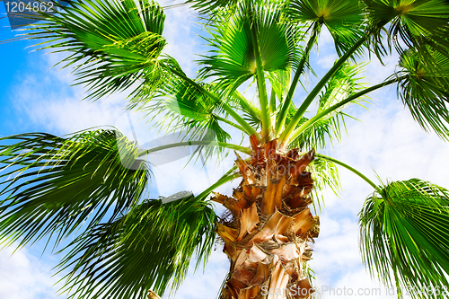 Image of palm tree