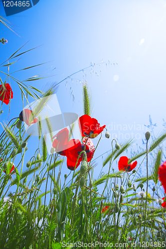 Image of red poppy flowers