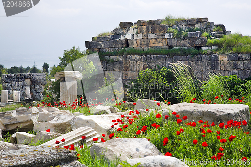 Image of poppy flowers