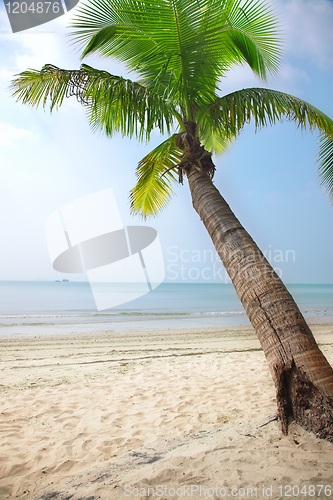Image of coconut palm