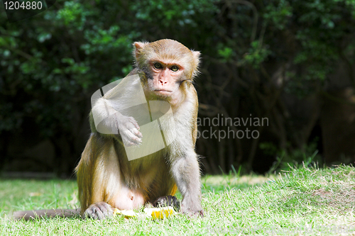 Image of monkey