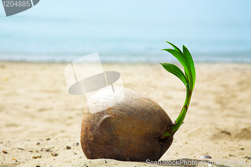 Image of coconut