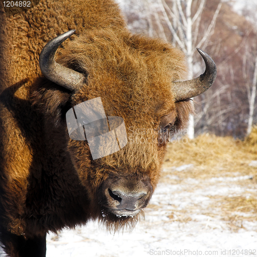 Image of wild bison