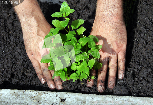 Image of Lemon balm planting