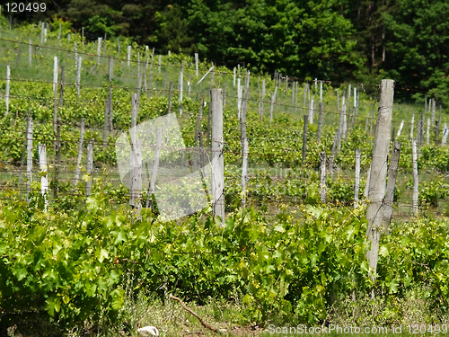 Image of vineyard