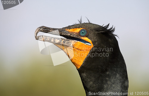 Image of Double crested cormorant
