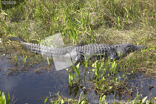 Image of american alligator