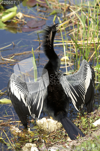 Image of anhinga male bird